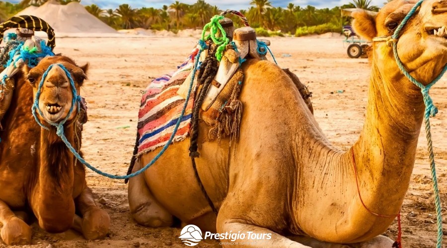 O Melhor da Tunísia